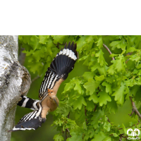 گونه هدهد Eurasian Hoopoe